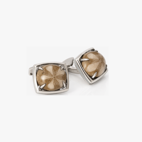 FOSSIL SAND DOLLAR LIMITED EDITION